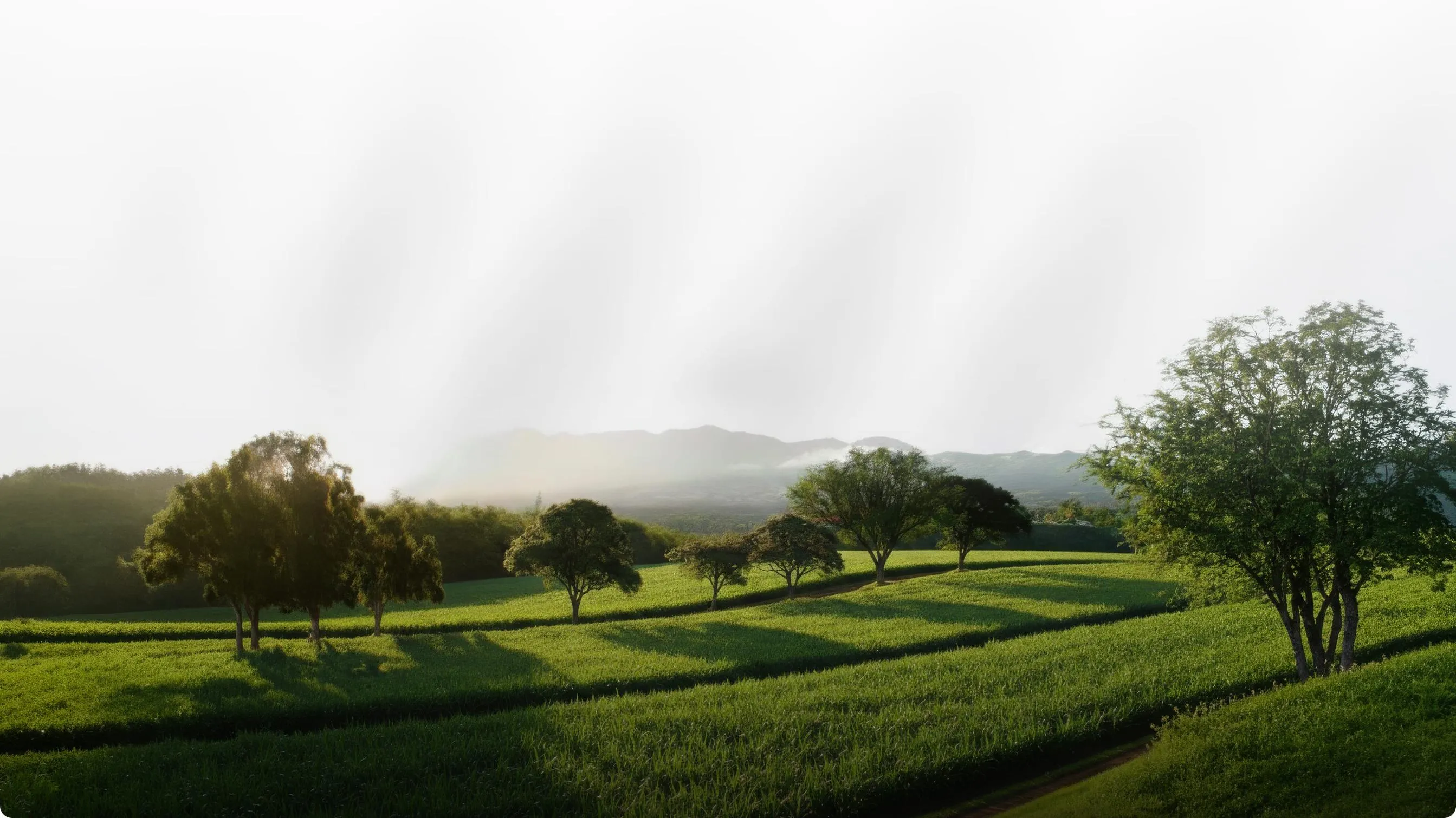 Rolling green crop fields and scattered trees on hills beneath a bright, misty sky