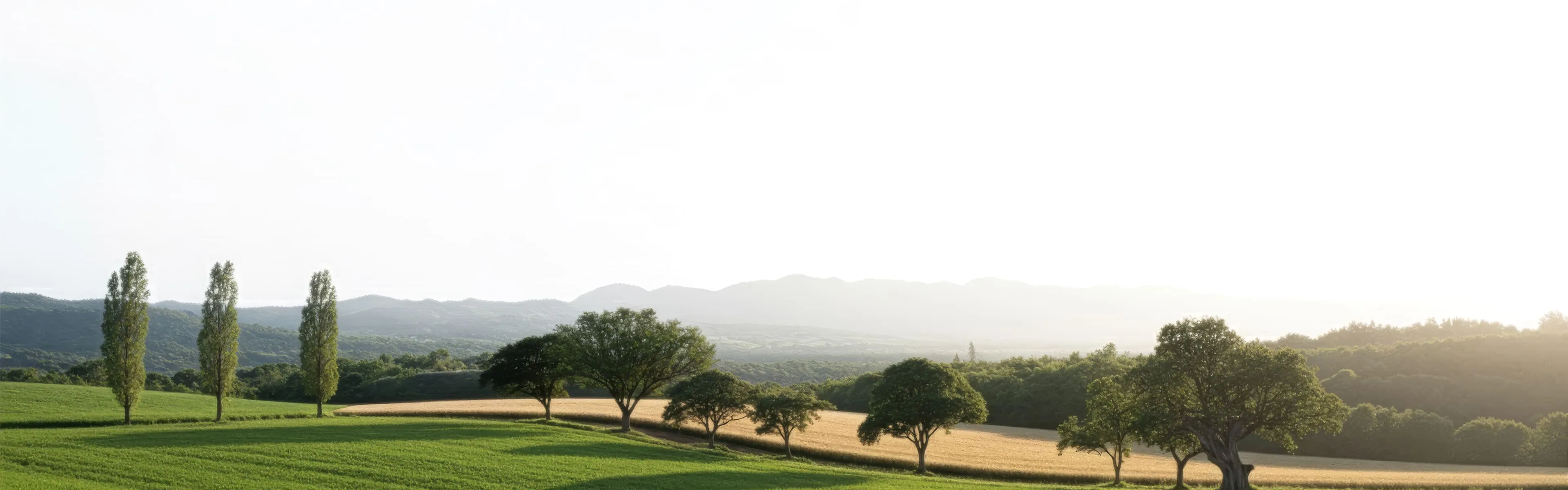 Green farmland with row of tall trees and hazy mountains under bright sky