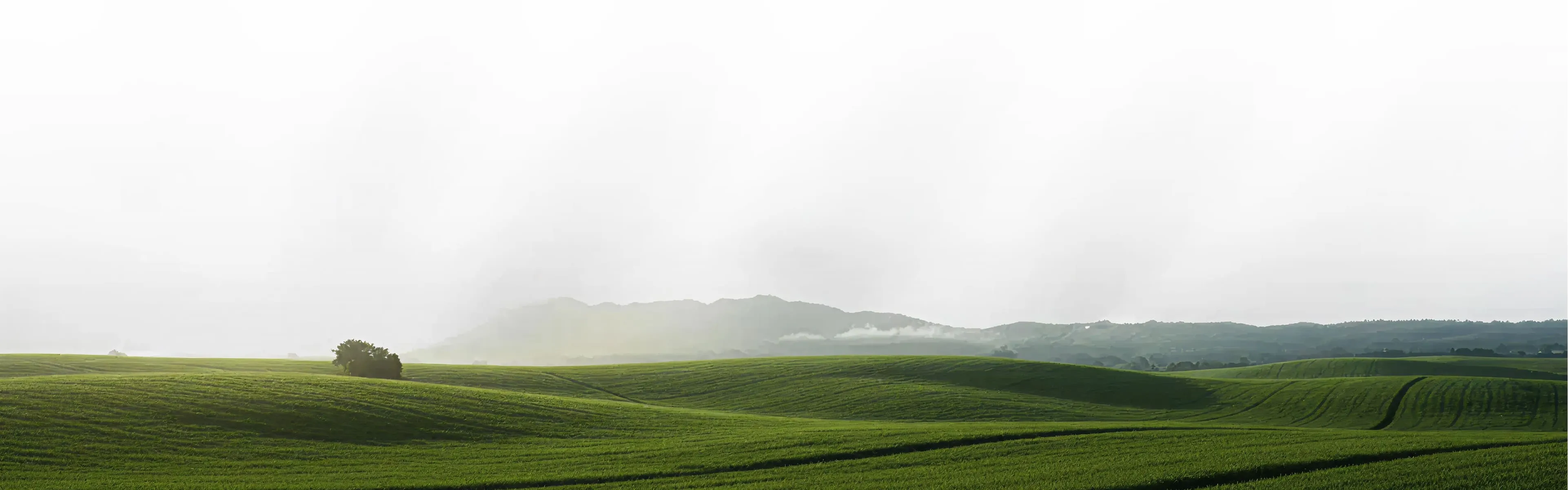 Rolling green farm hills under bright mist with a single tree on the slope