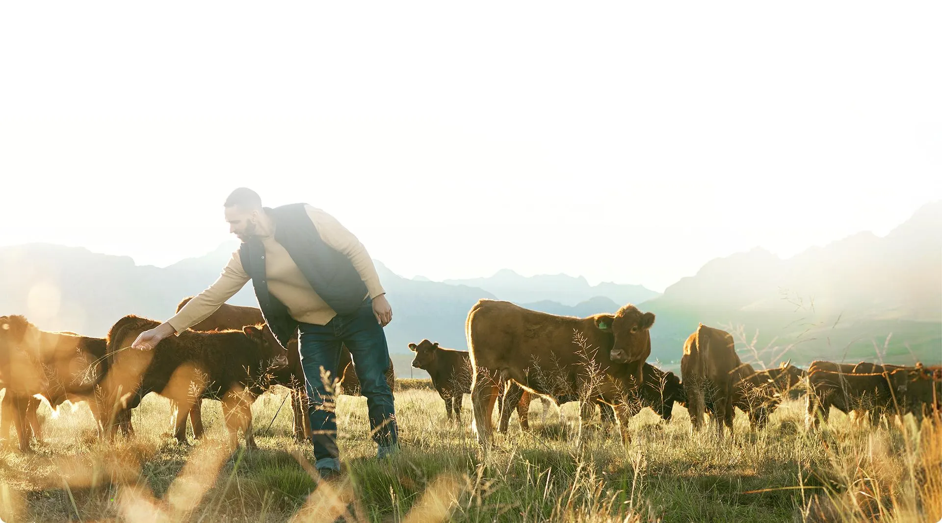 Producer in a vest reaching toward cattle in a sunlit pasture with mountains on the horizon