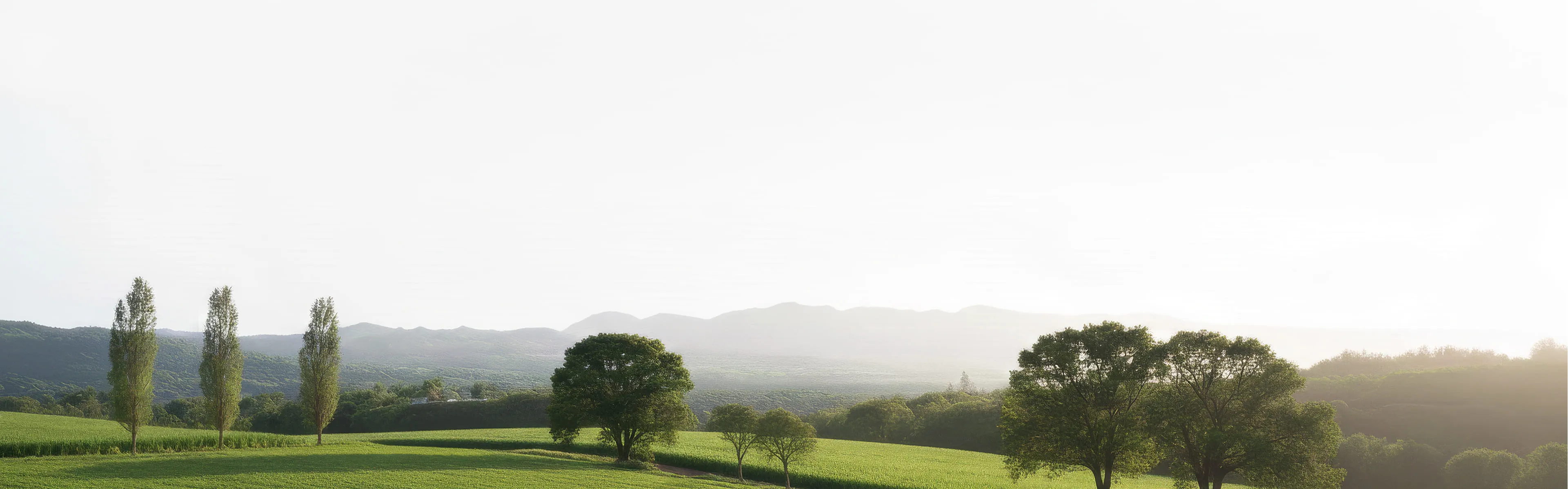 Lush green rolling fields with poplars and round trees under bright hazy sky