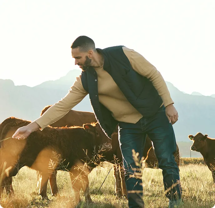 Producer in a vest petting brown cattle in an open field at golden hour