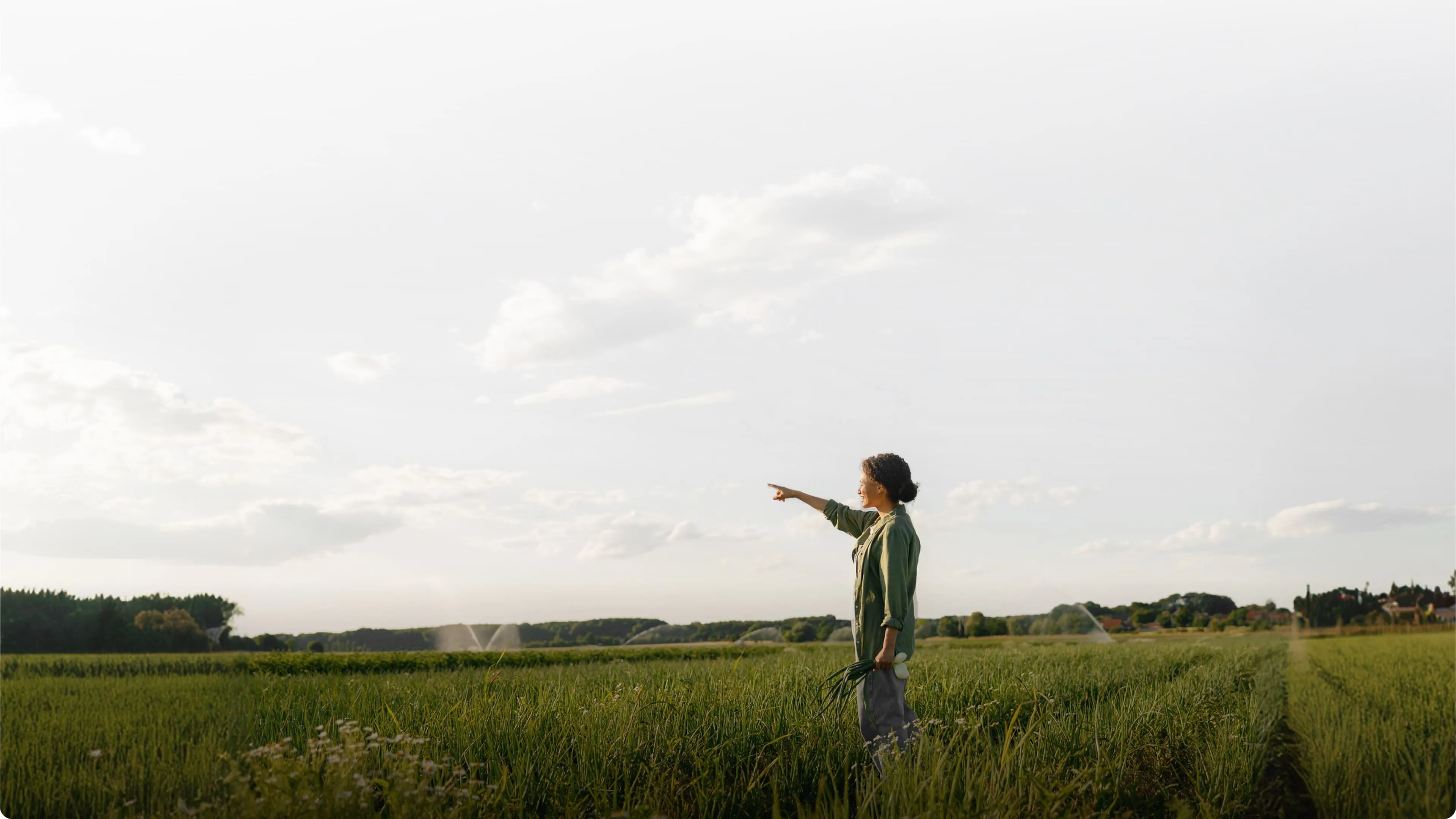 Farmer in a green field holding harvested green onions with irrigation sprinklers in the distance