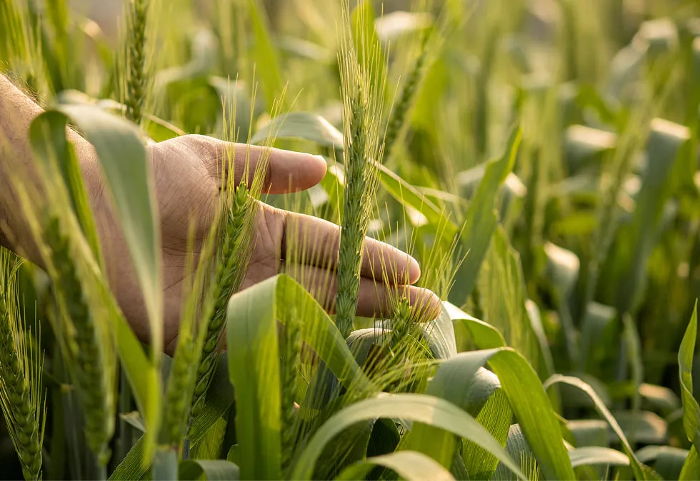 Hand brushing through green grain in a sunlit field