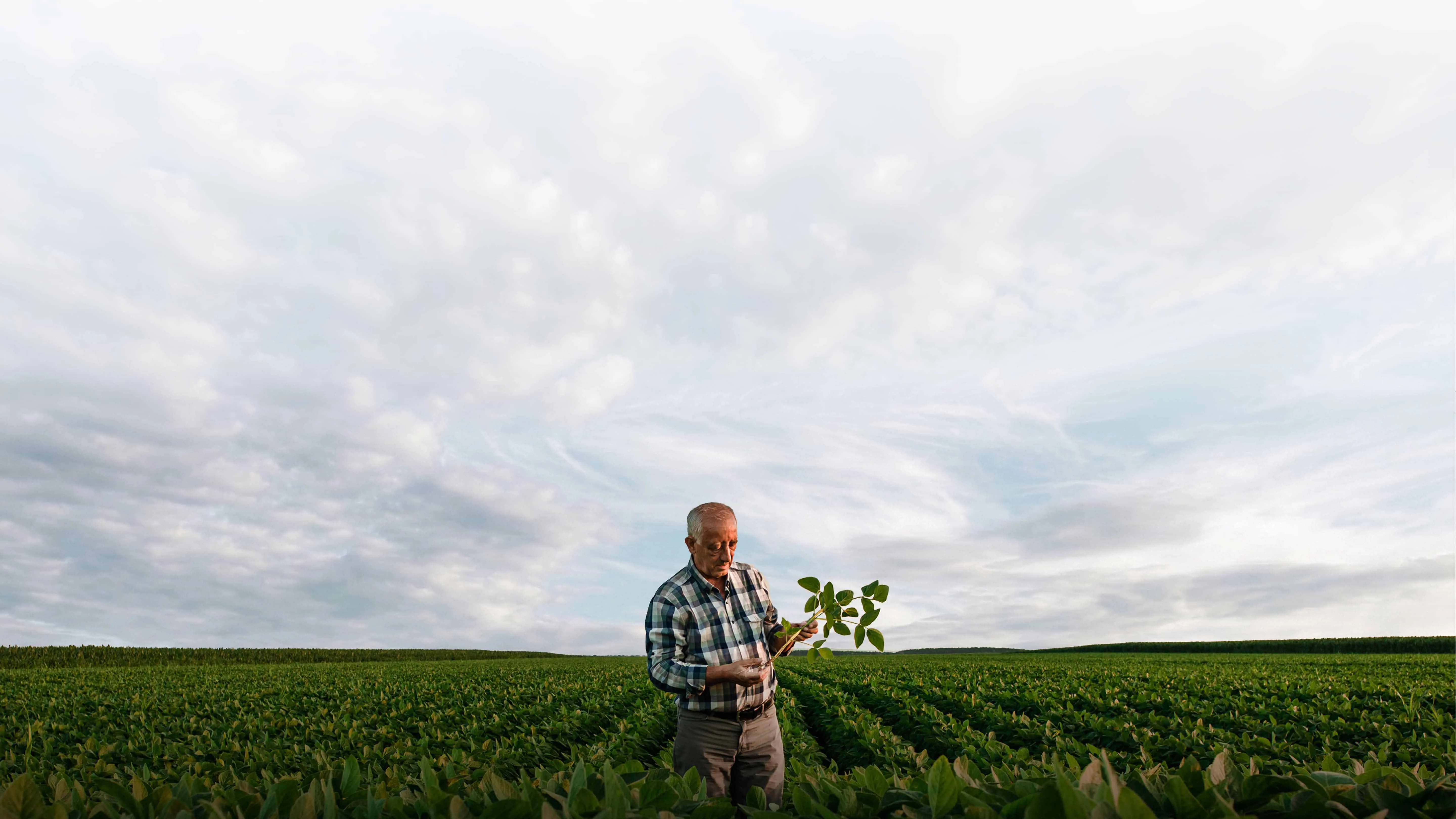 Farmer examining a soybean plant in a wide green field under soft clouds