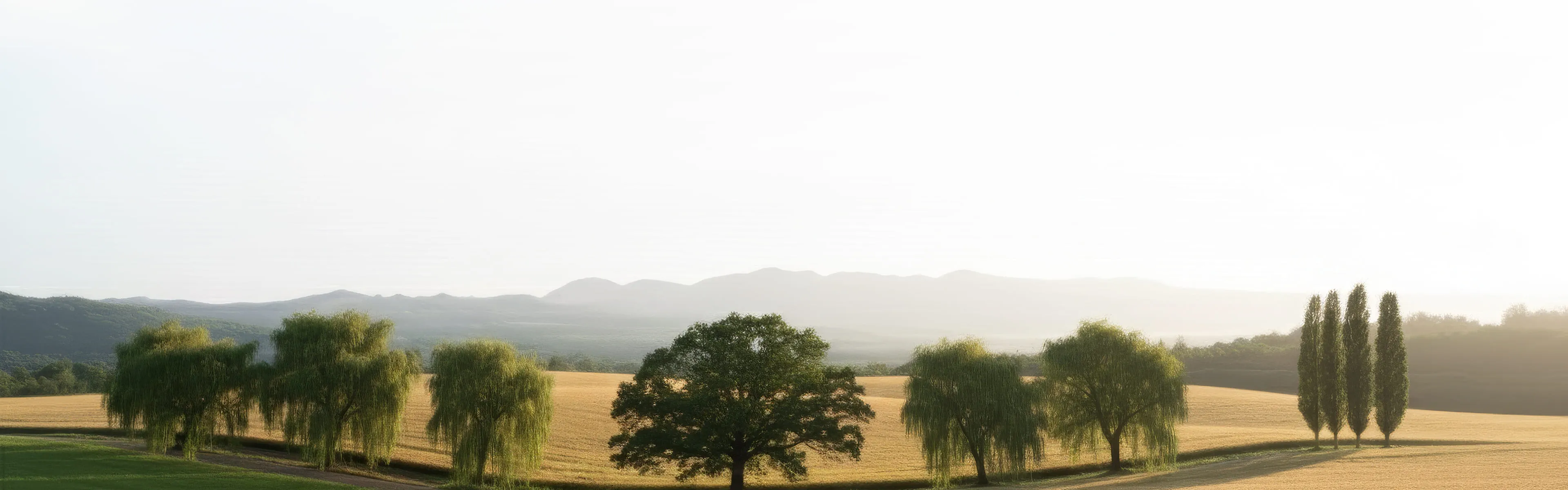 Golden crop field with willows and tall trees along the horizon under bright hazy sky