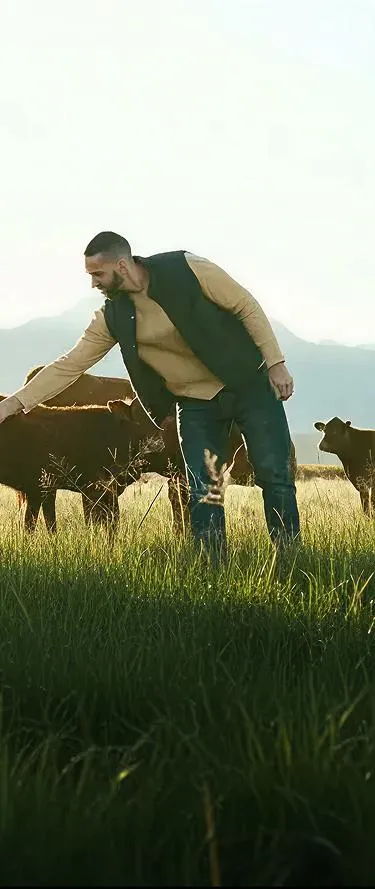 Producer among cattle in tall grass with hazy mountains in warm light