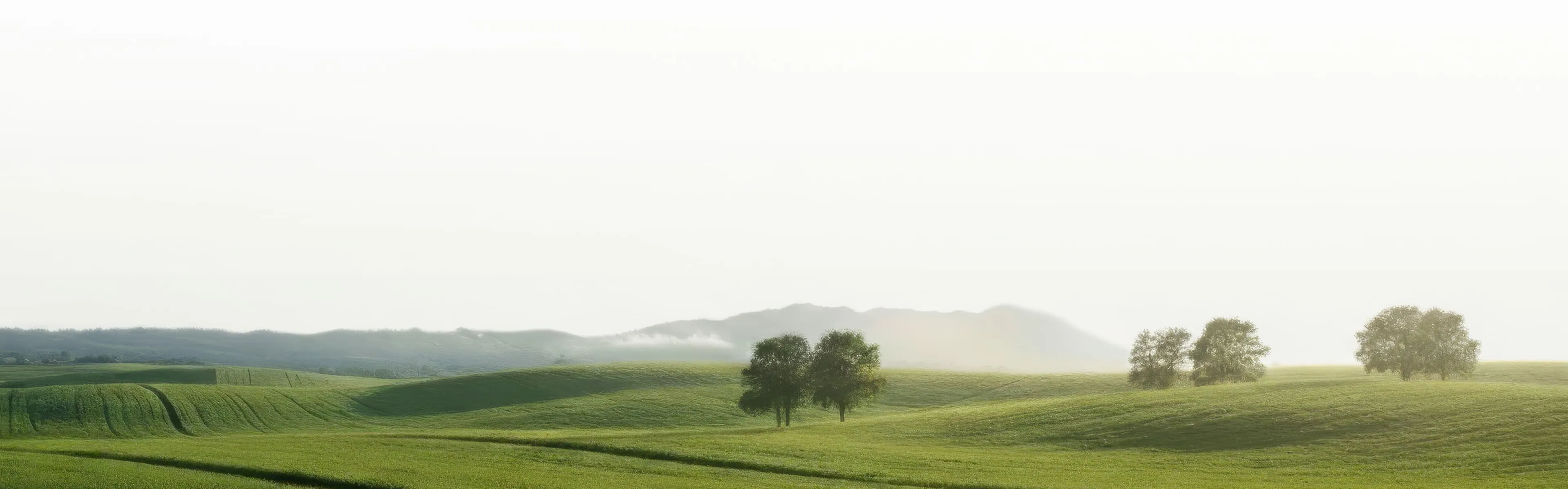 Rolling green hills with scattered trees and valley mist under bright pale sky