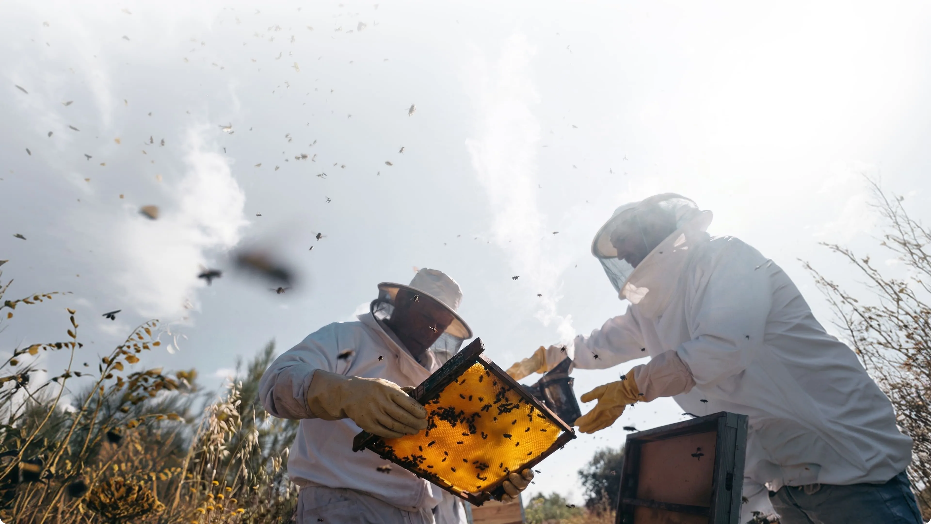 Two beekeepers in white suits hold a honeycomb frame covered with bees under a bright sky