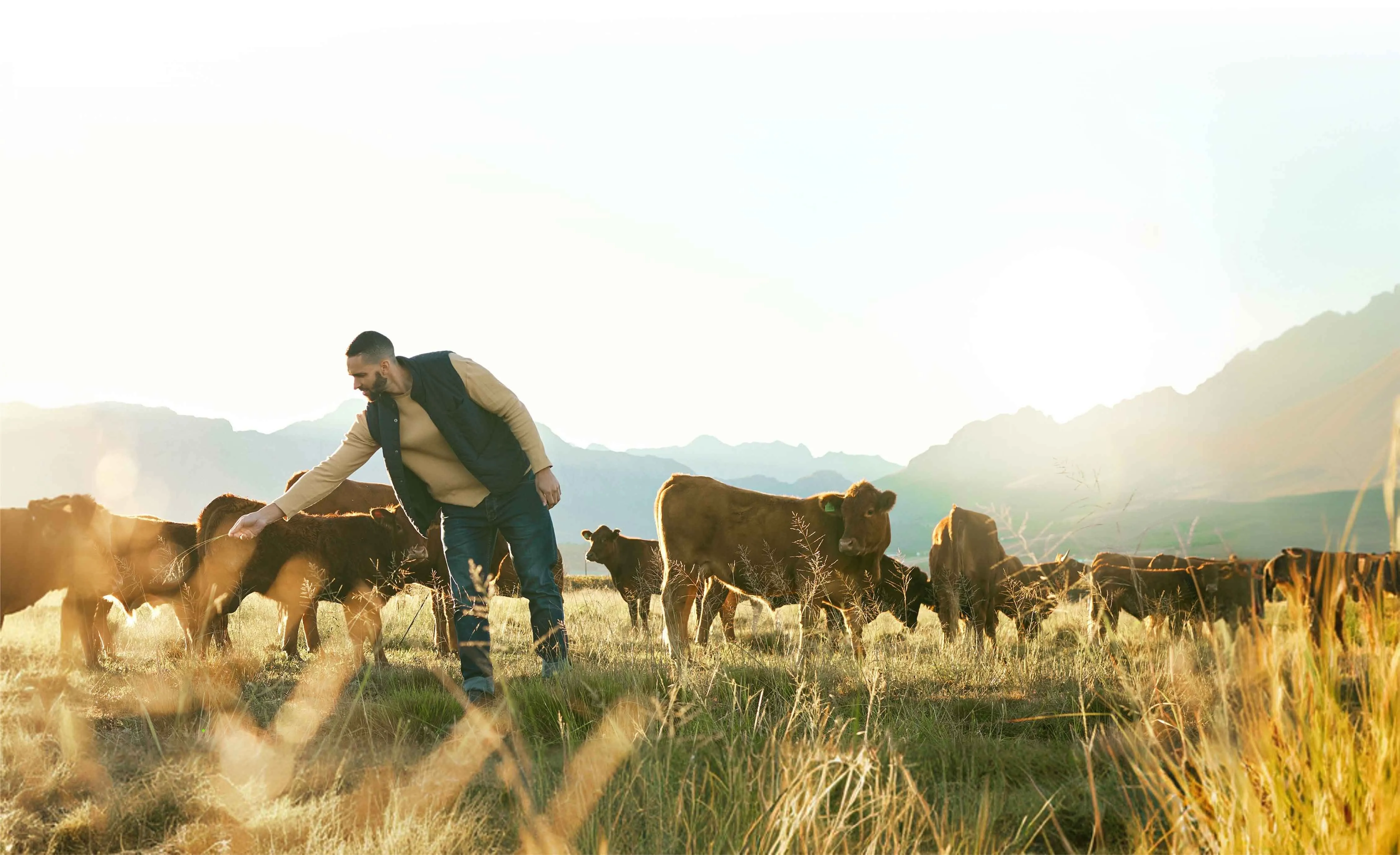 Producer bending toward a calf in a golden pasture with rugged mountains behind