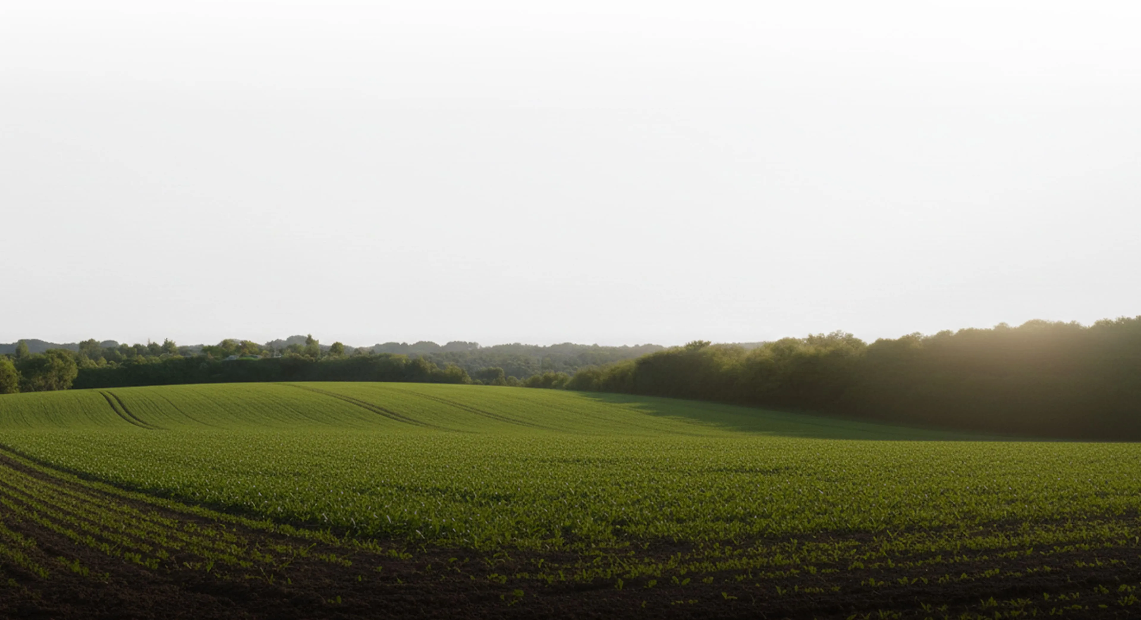 Rolling green agricultural field beneath a bright sky