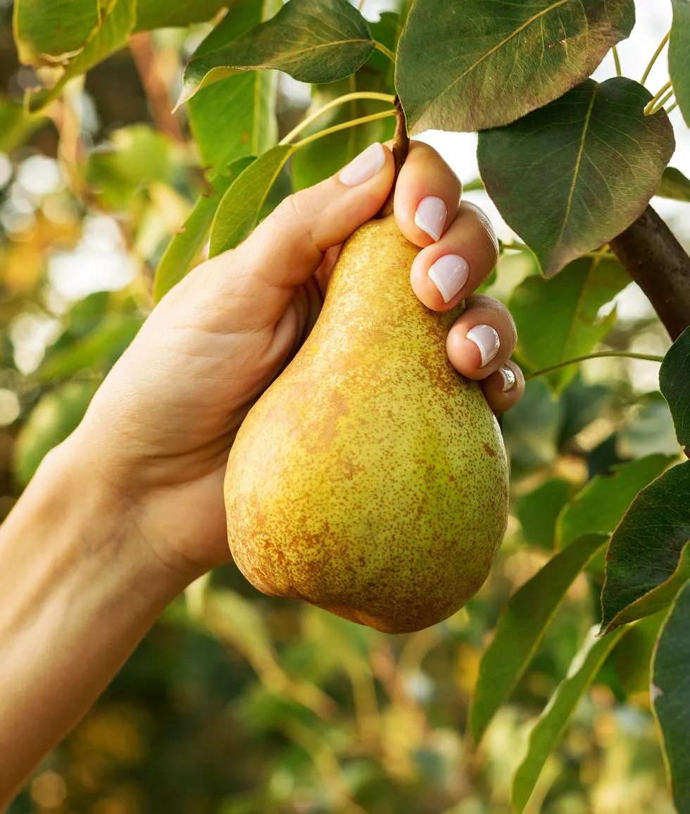 Hand picking a speckled ripe pear from a leafy tree