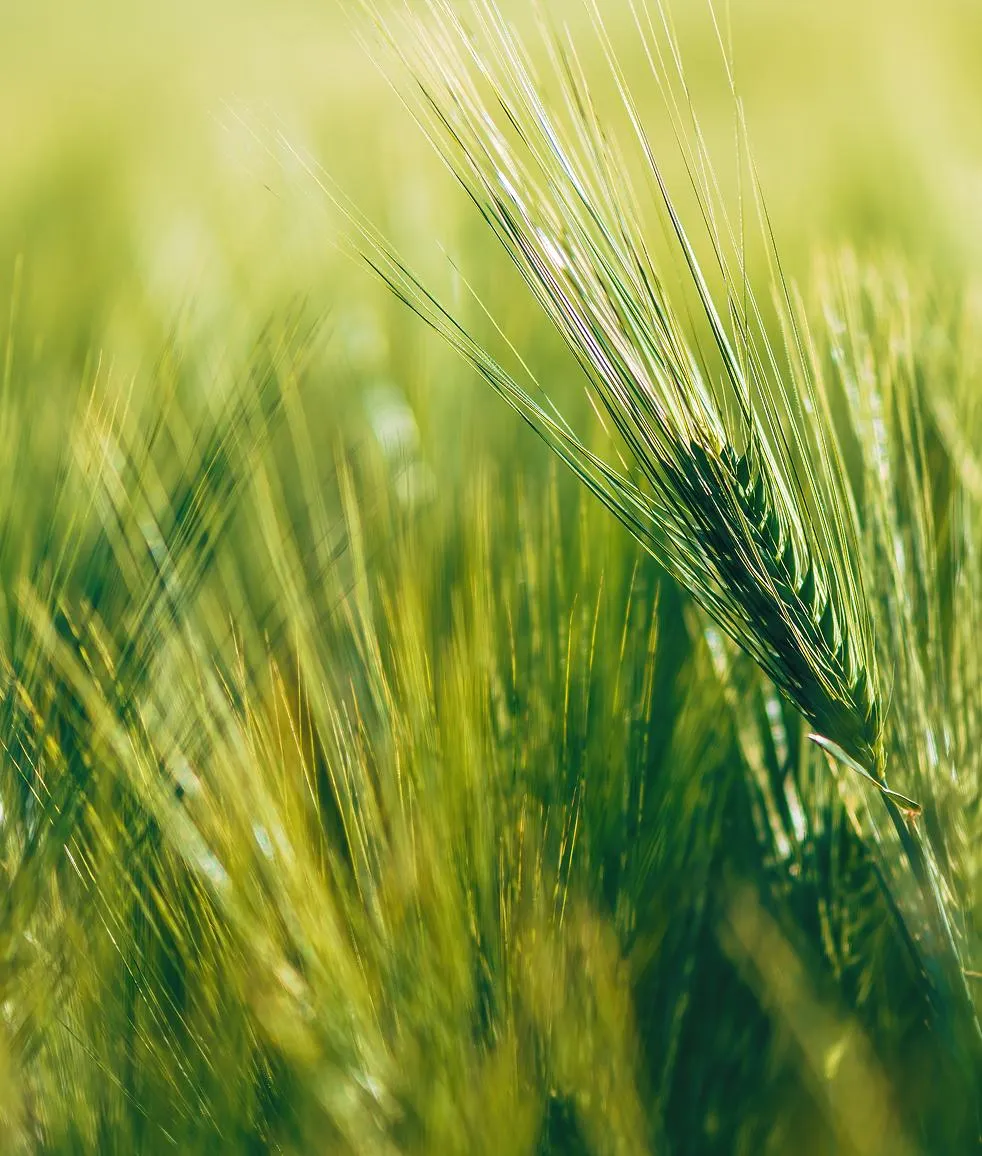 Rows of green field crops stretching across farmland