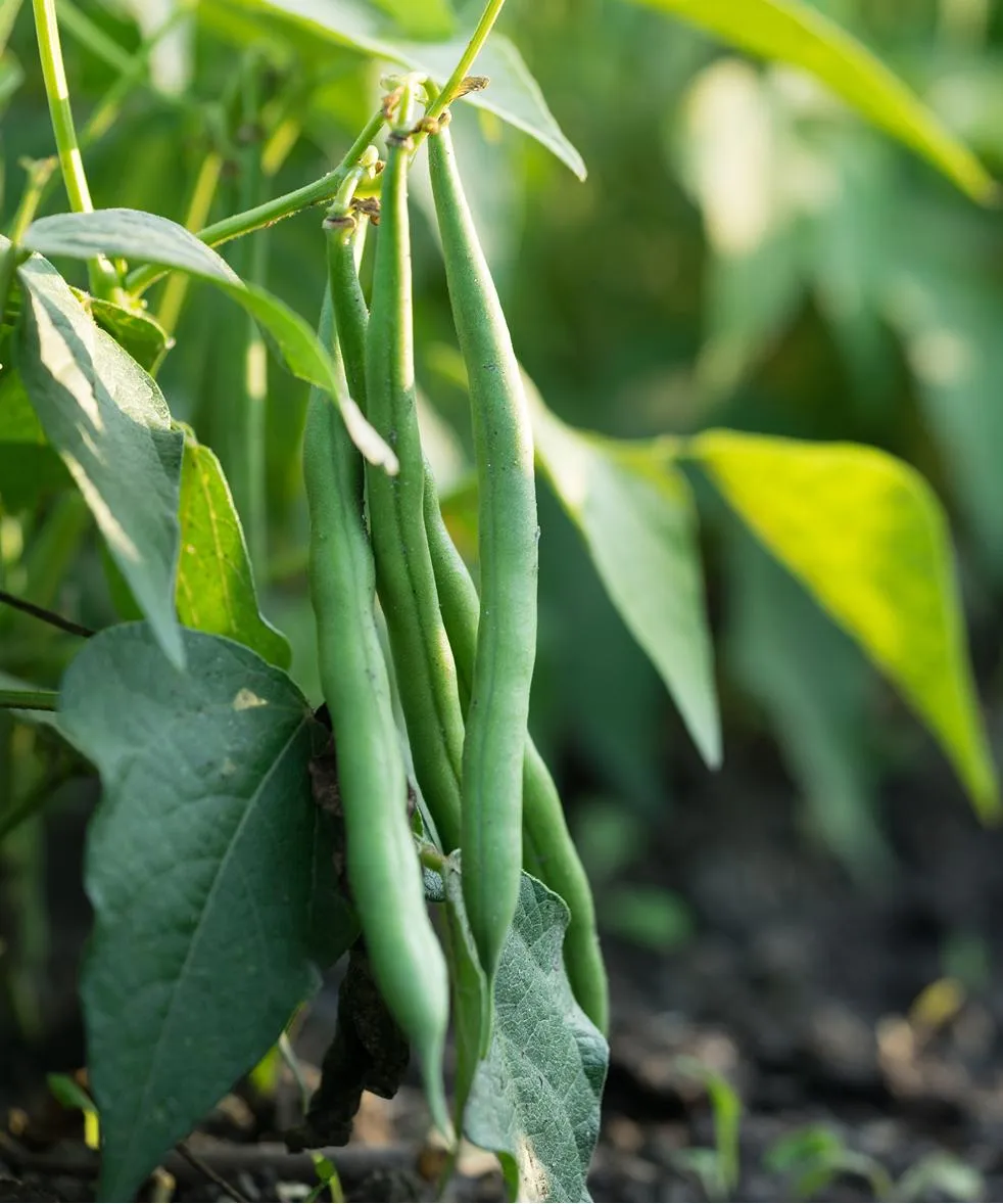 Green bean plants heavy with pods in a field