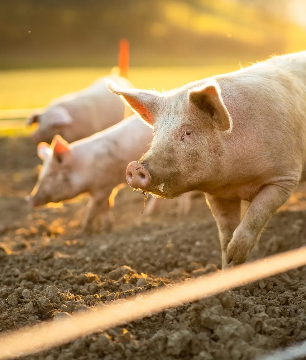 Cattle grazing in a green pasture