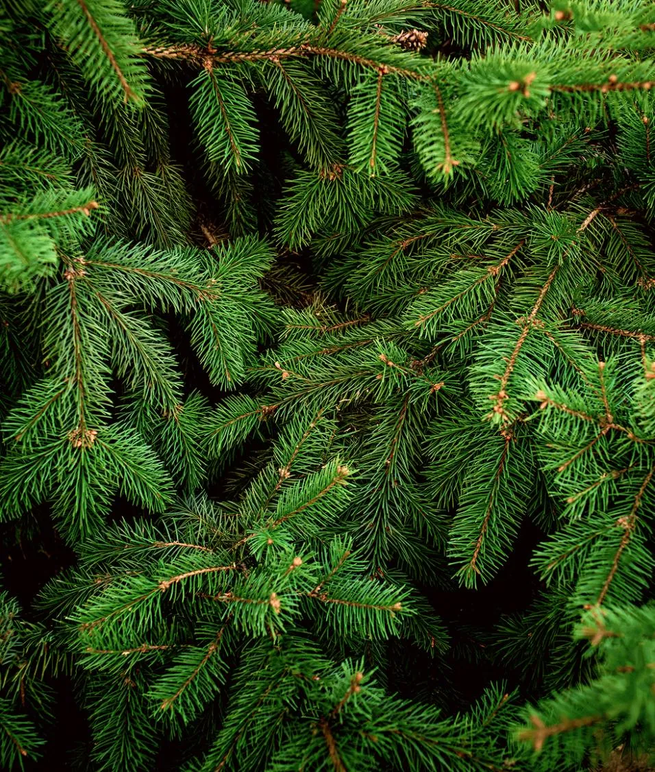 Evergreen Christmas trees growing on a farm