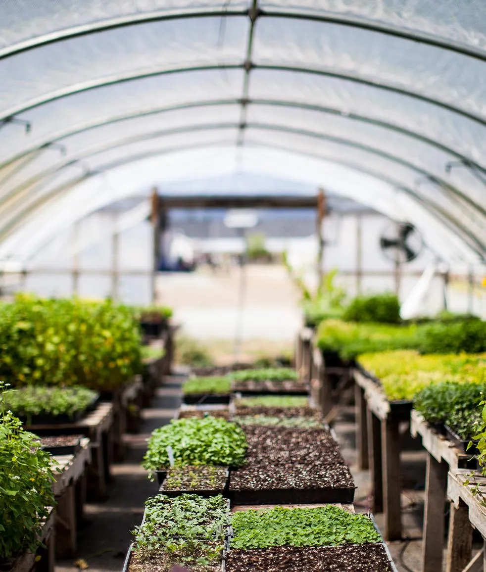 Young nursery plants and ornamentals in pots and beds