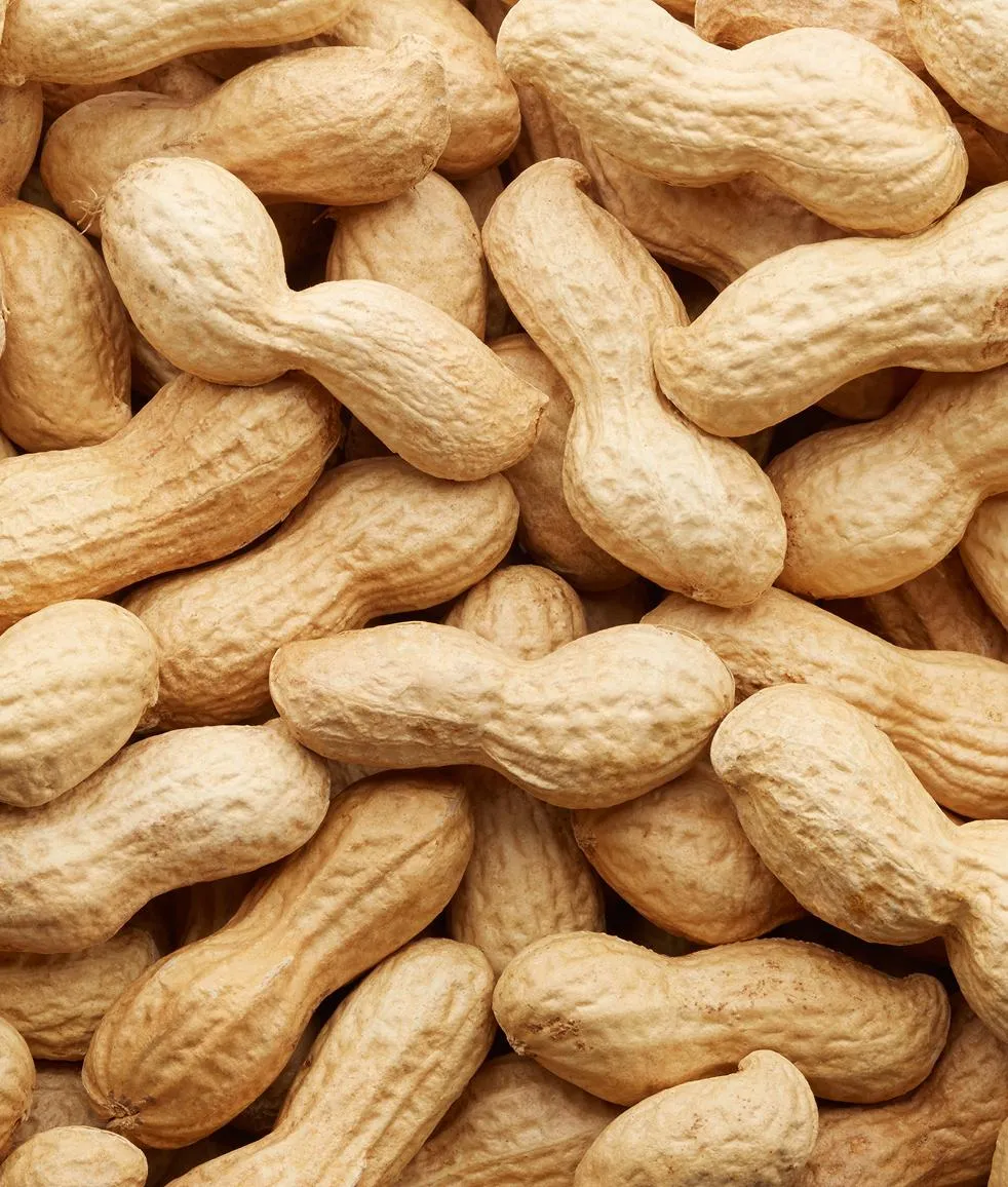 Peanut plants with foliage in sandy soil