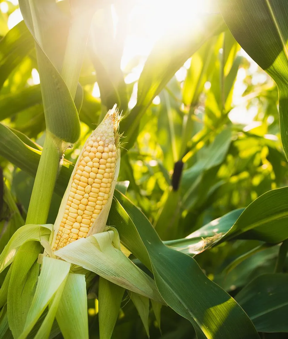 Tall green cornstalks in a cultivated field