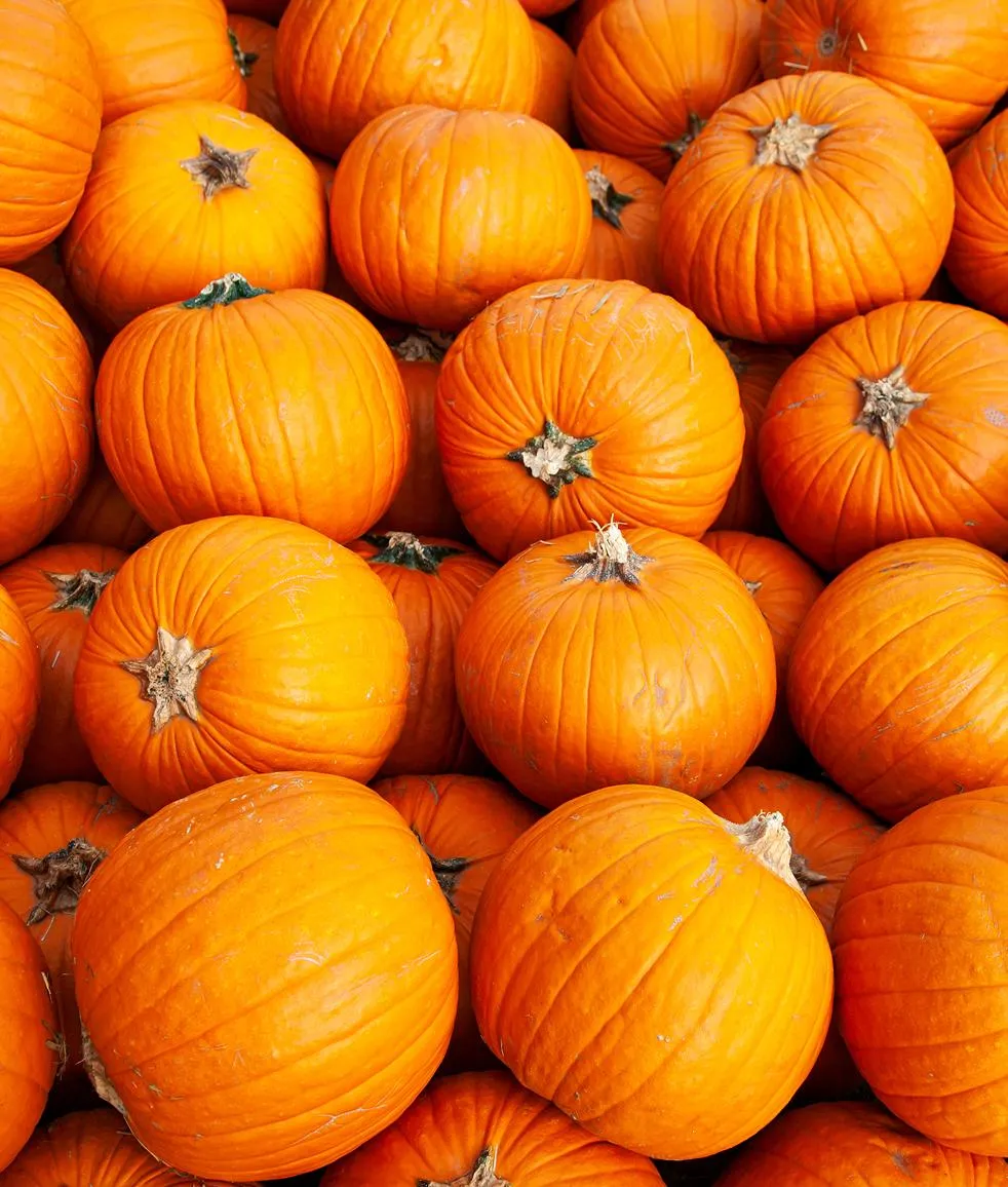 Ripe orange pumpkins in a field