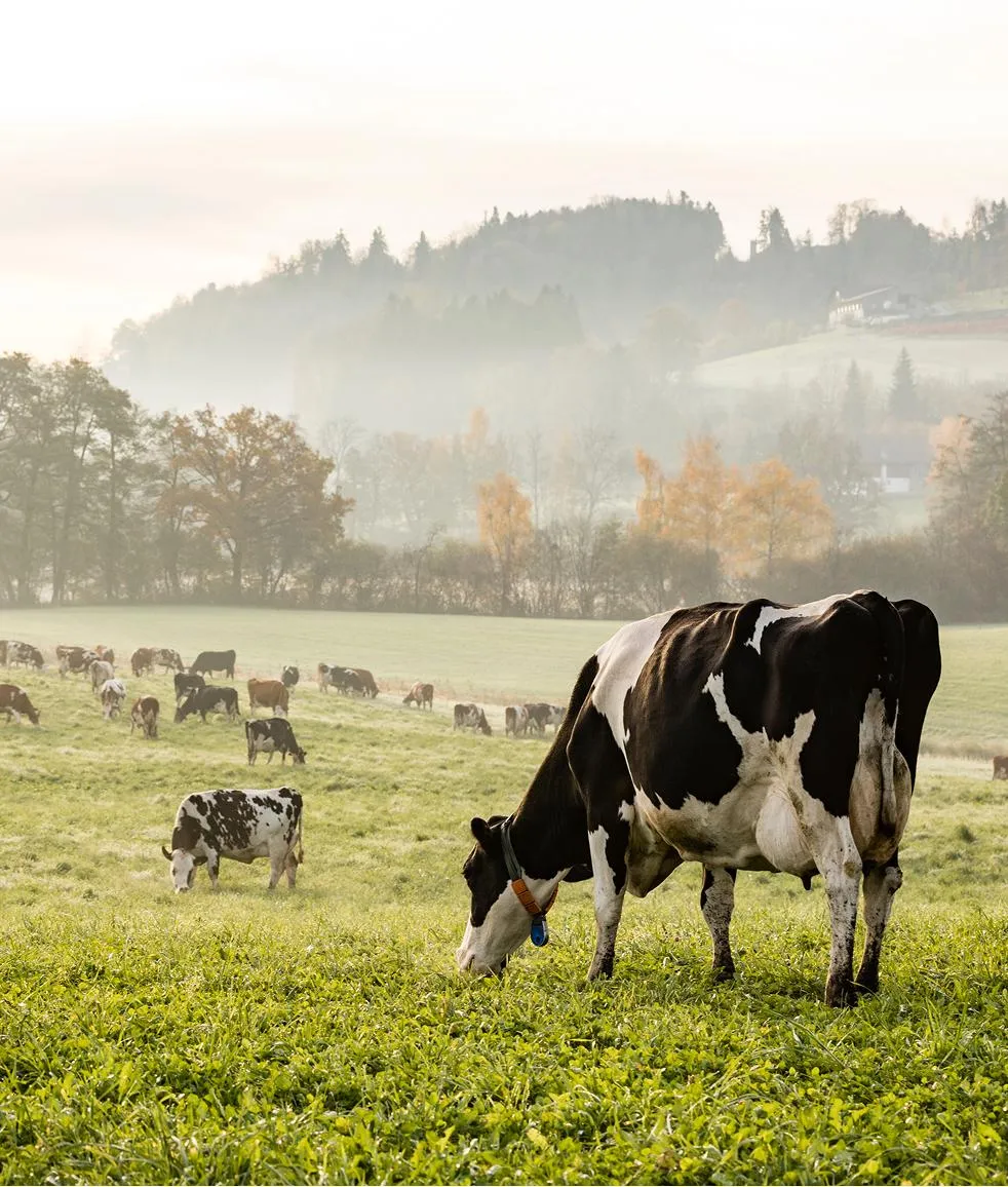 Dairy cows in a pasture near a barn