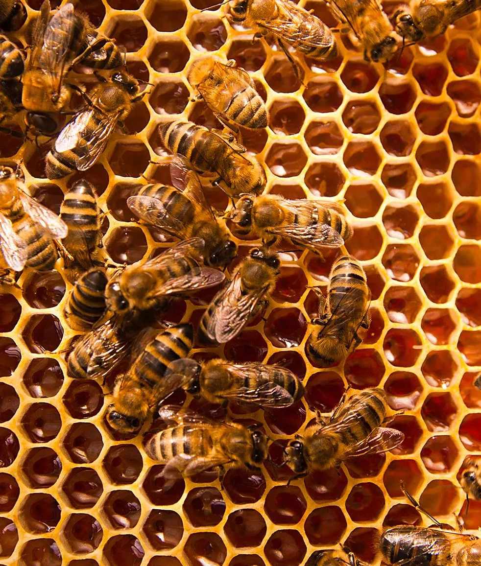 Honeybees on golden honeycomb inside a hive