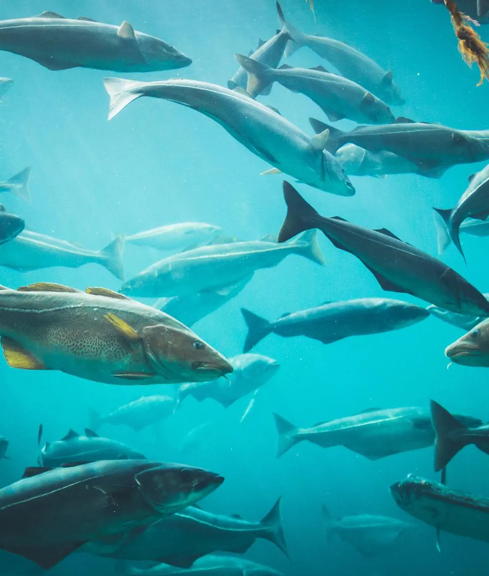 Aquaculture fish in net pens or holding water