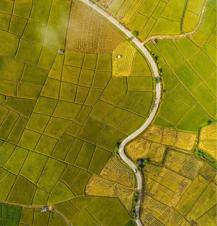 Aerial view of green and gold farmland with a winding road