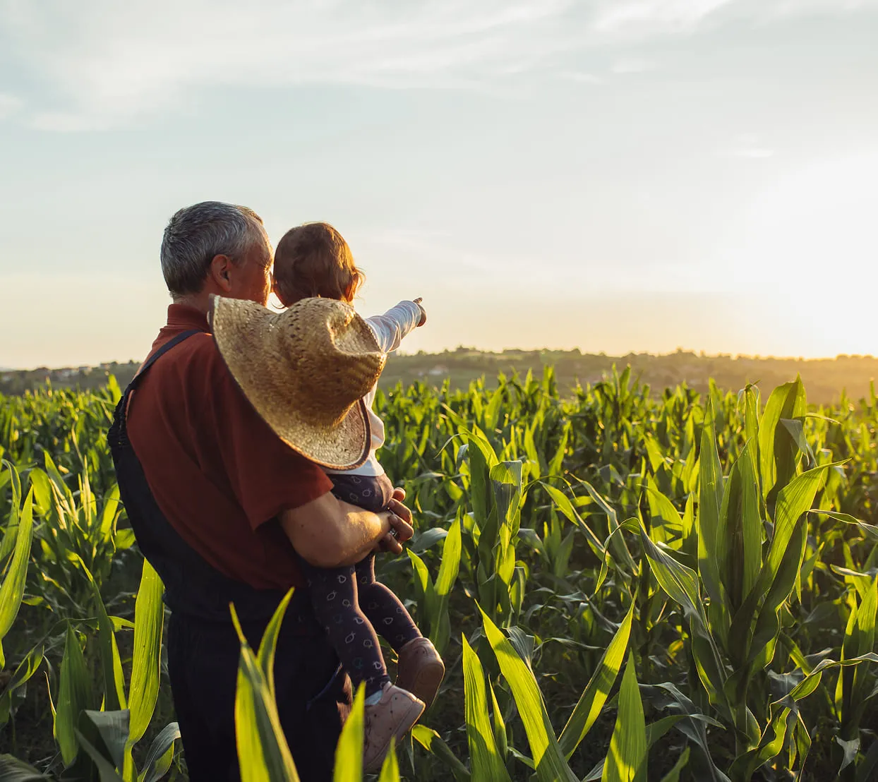 Farmer and child in a cornfield at sunset