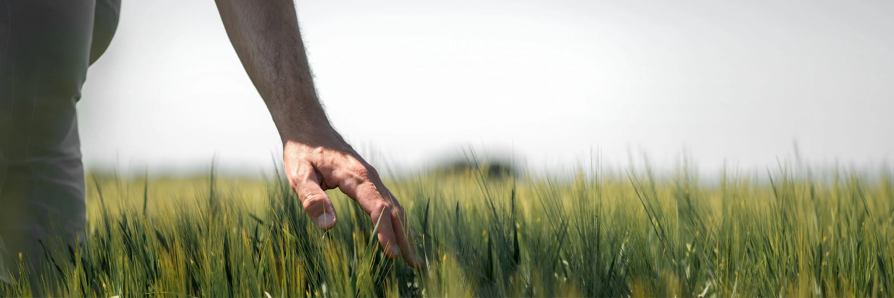 Hand moving through green grain in a sunlit field