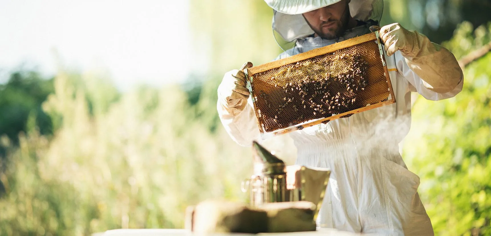 Beekeeper in a white suit holds a horizontal honeycomb frame with bees and a smoker below