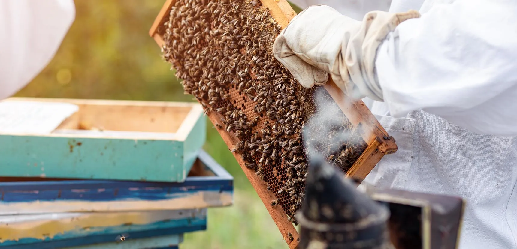 Beekeeper in white gloves holding a frame of bees beside teal painted hive boxes with a smoker