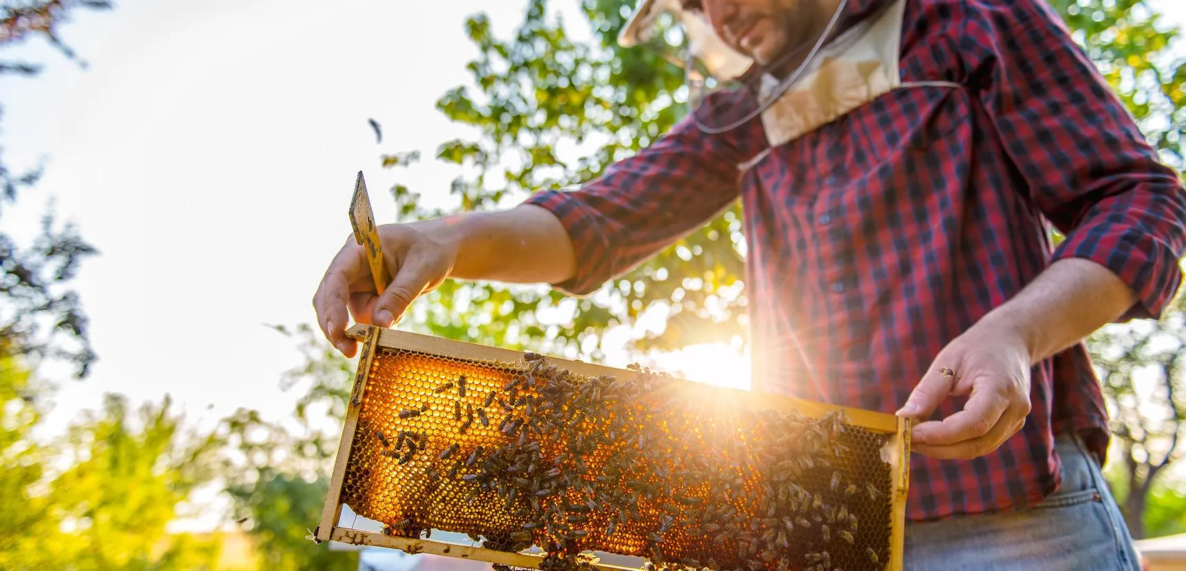 Beekeeper in plaid holding a sunlit honeycomb frame covered with bees against green trees