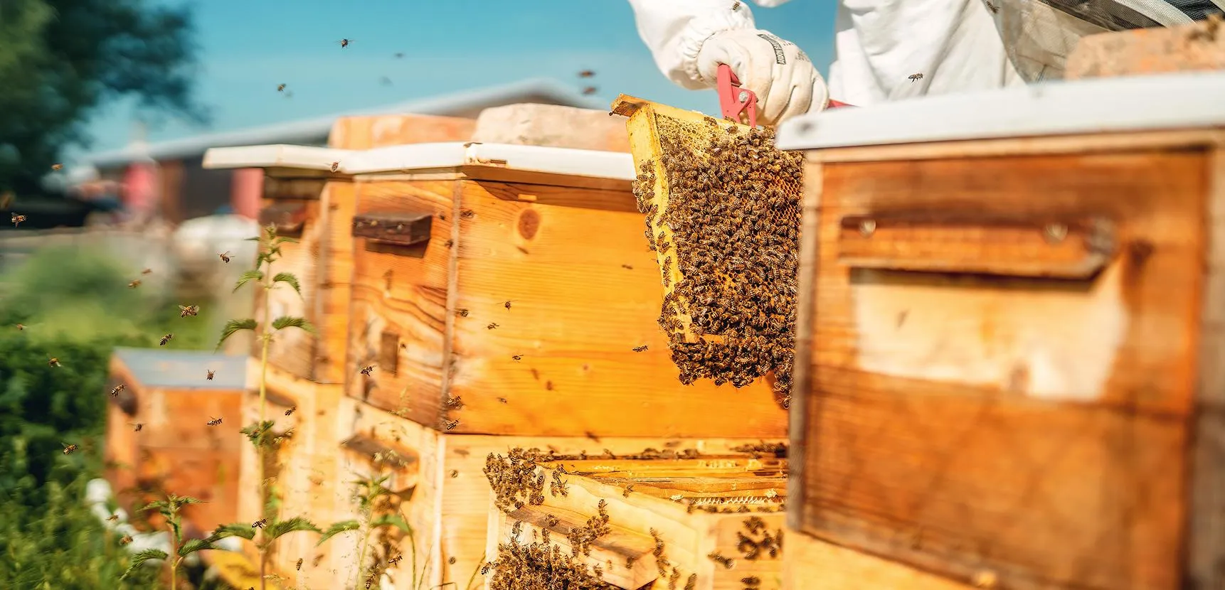 Beekeeper lifting a wooden frame thick with bees from a row of wooden Langstroth hives