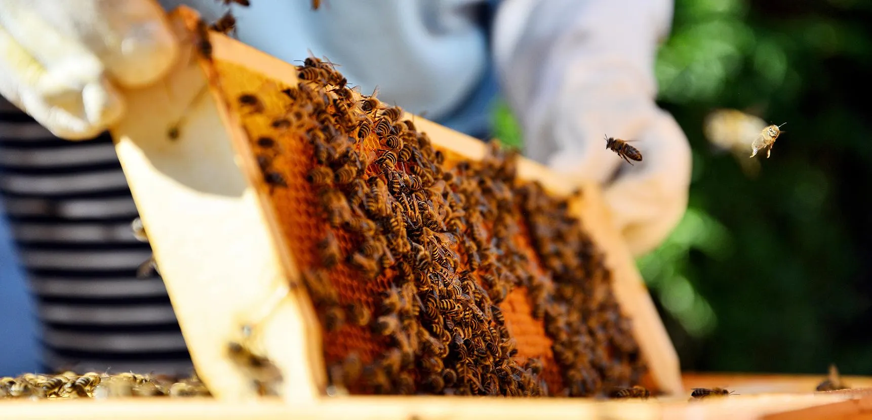 Gloved hands holding an angled honeycomb frame covered with bees in an outdoor apiary