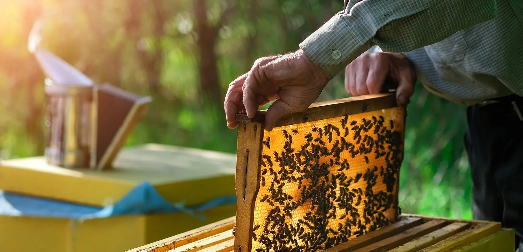 Beekeeper lifting a frame of bees beside a yellow hive with a smoker releasing thin smoke