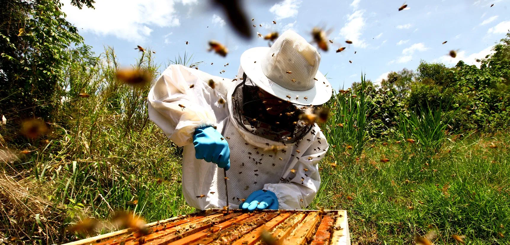Beekeeper in a white suit and blue gloves working an open hive in a grassy field under blue sky