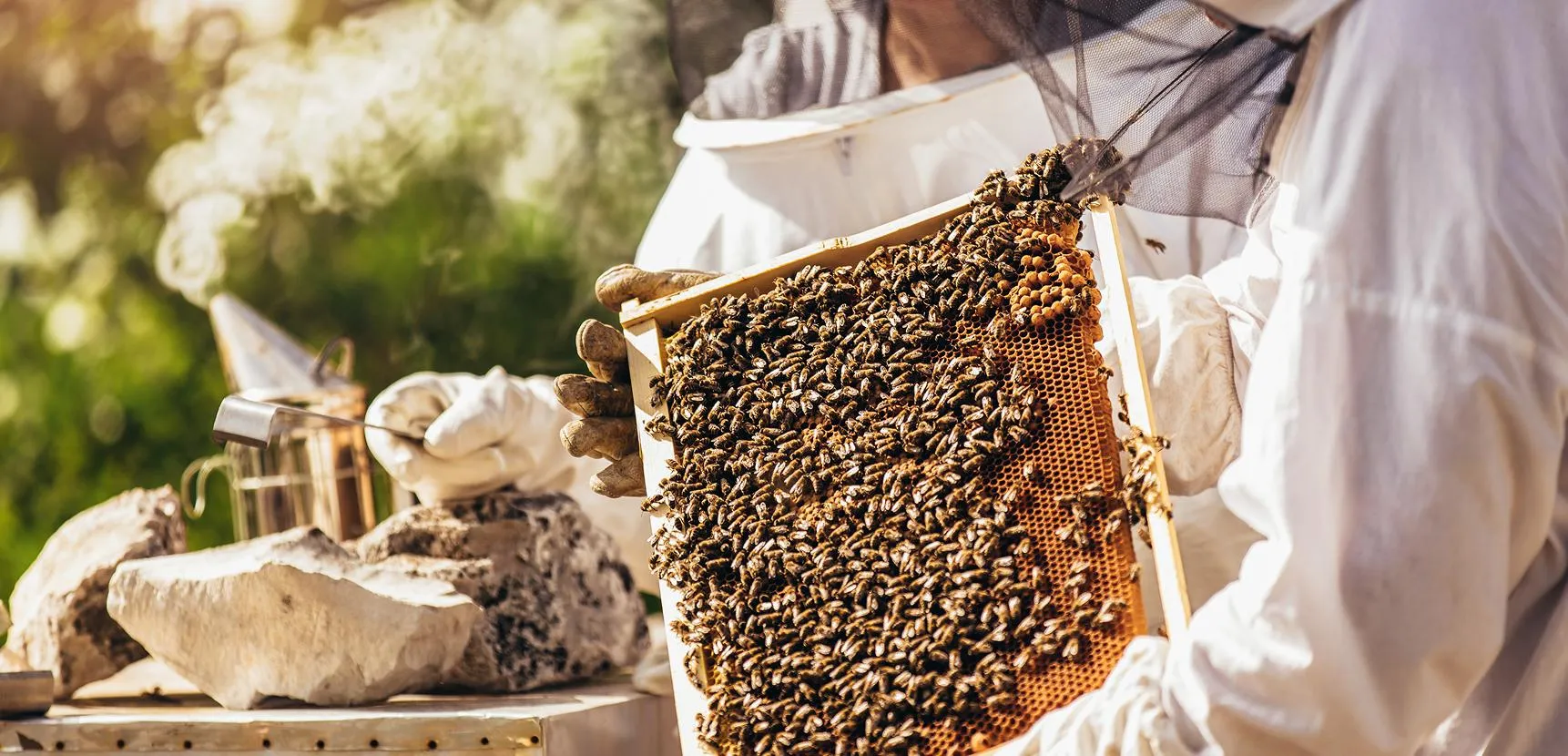 Two beekeepers in mesh veils holding a vertical frame almost covered by a swarm of honeybees