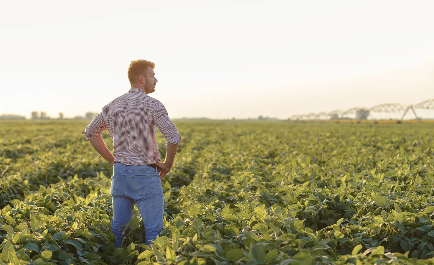Farmer in a crop field