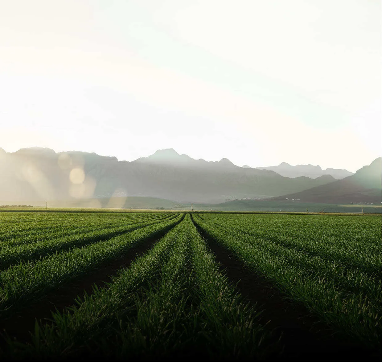 Straight crop rows leading toward misty mountains under a bright sky