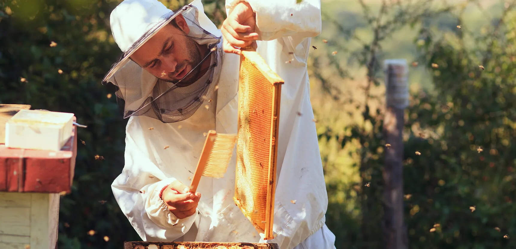 Beekeeper in protective gear brushing bees from a honey frame beside a red-and-white hive