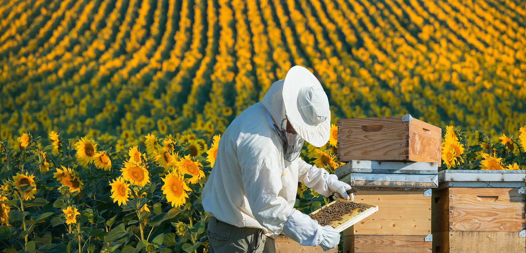 Beekeeper in a white suit working among stacked hives in a wide sunflower field