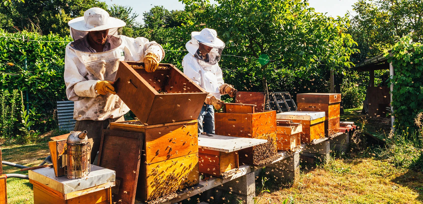 Two beekeepers in white suits managing stacked wooden hives with bees swarming in sunlight