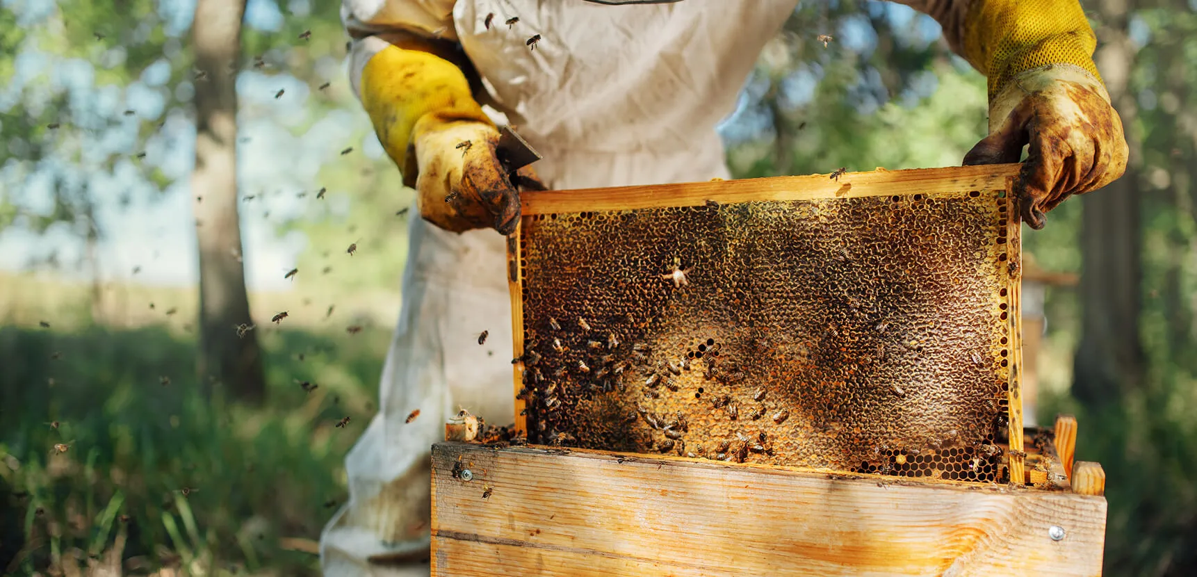 Beekeeper holding a honeycomb frame covered with bees over a light-colored hive box
