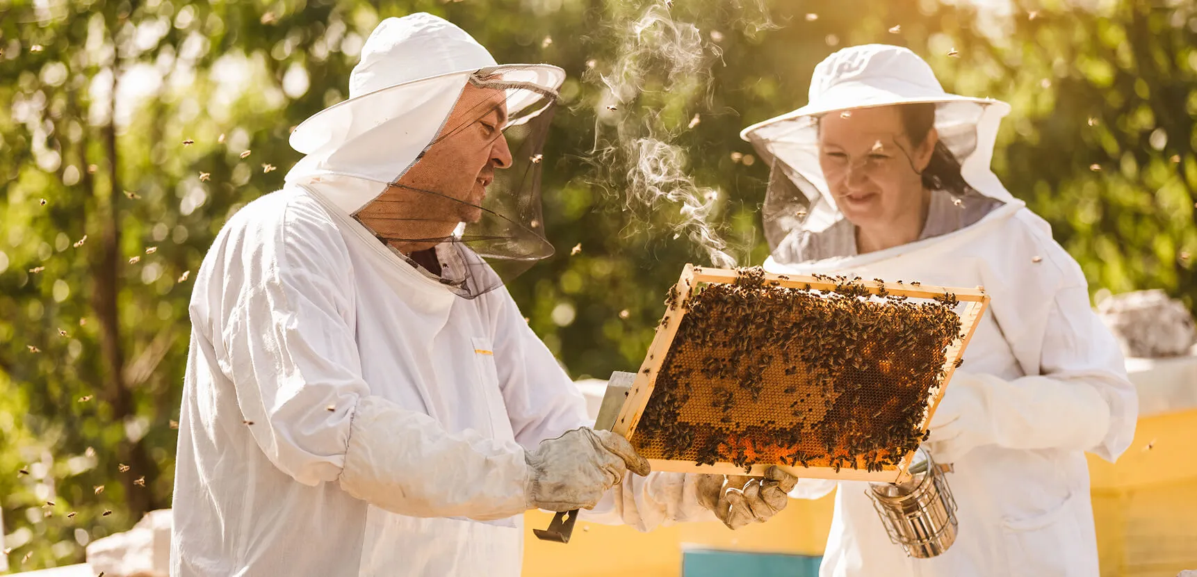 Two beekeepers in white suits inspect a smoking honeycomb frame together outdoors
