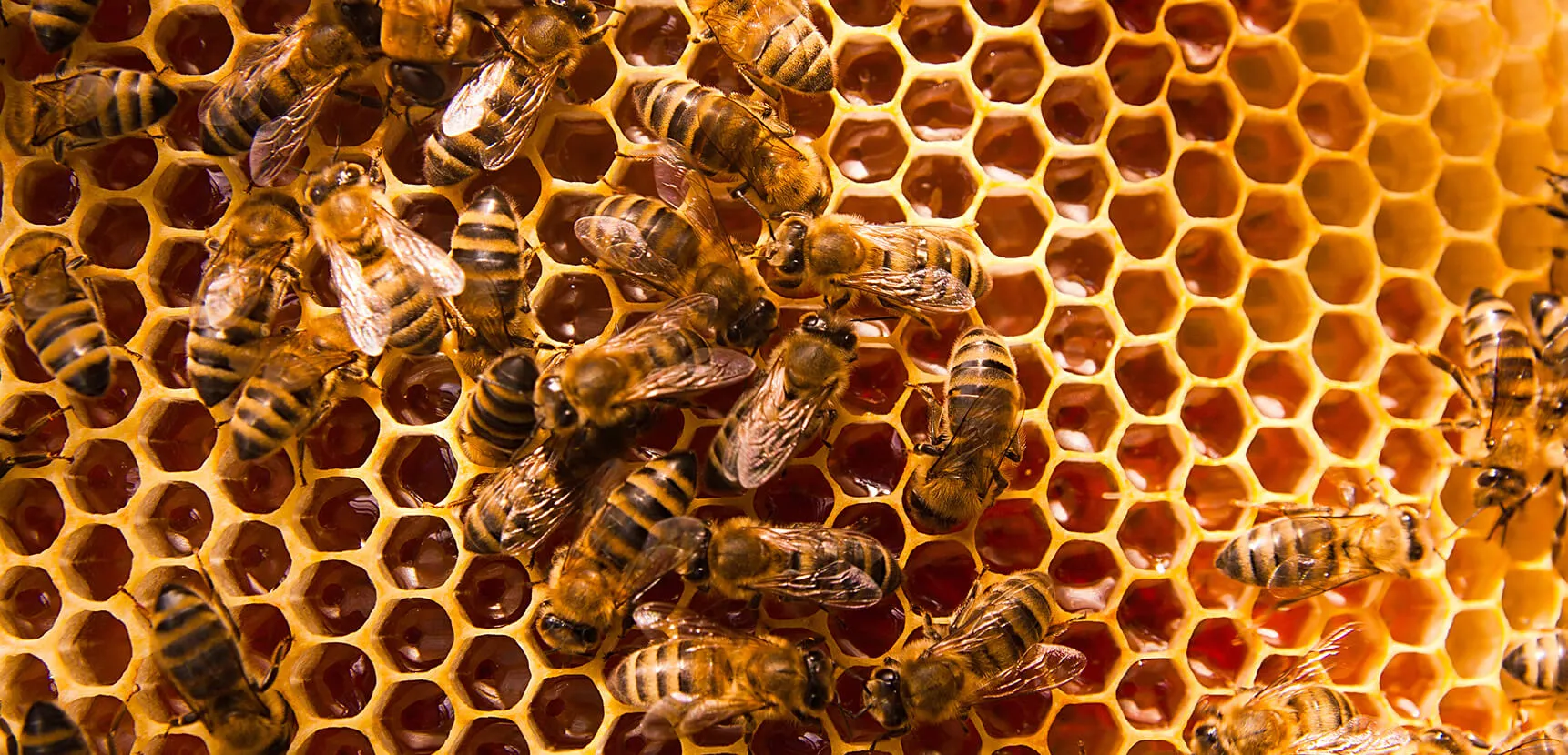 Close-up of many honeybees on golden honeycomb cells filled with honey