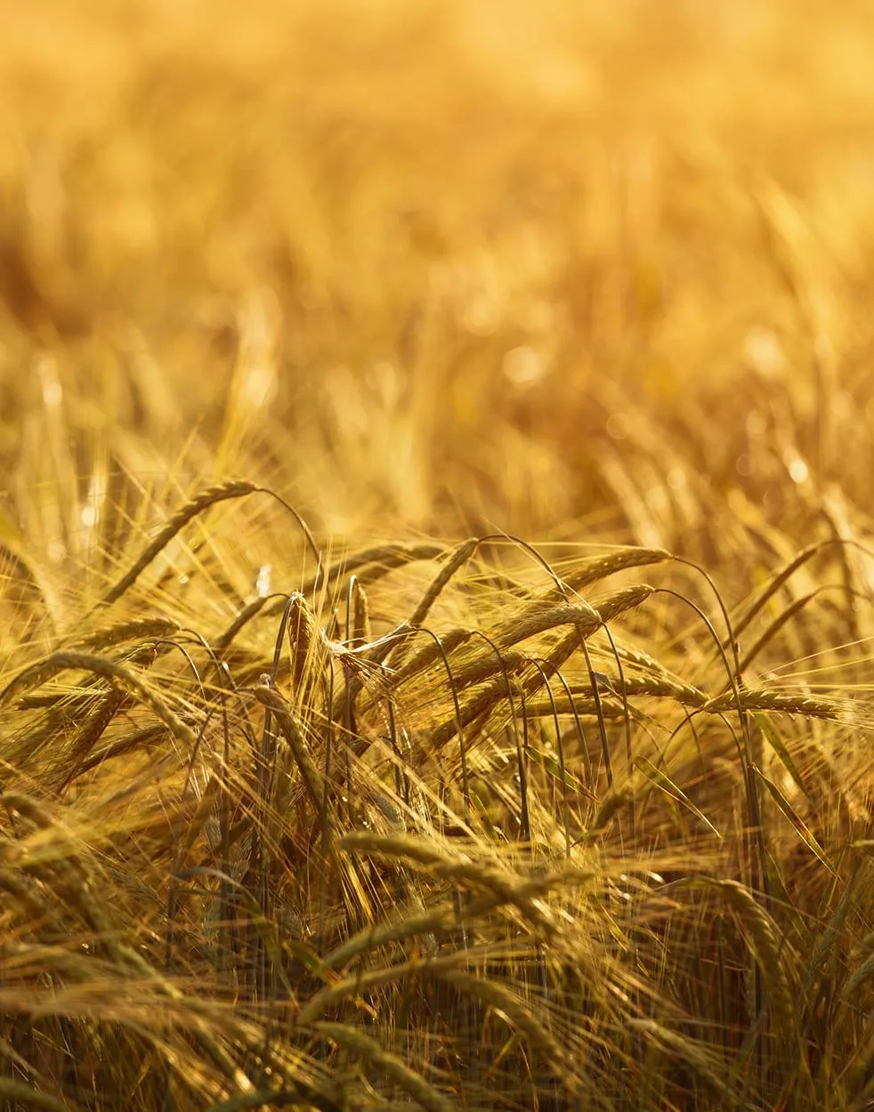 Close-up of ripe golden grain in a field at warm sunrise light