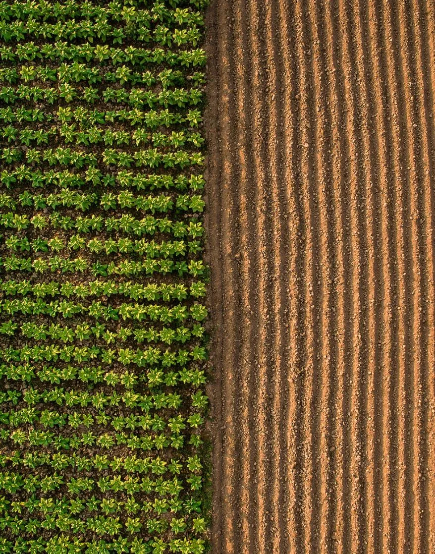 Aerial view of a field half planted in green rows and half tilled soil