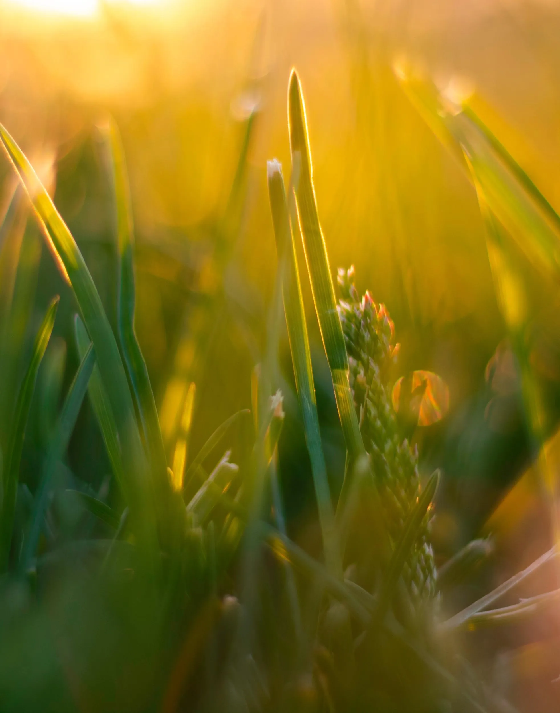 Sunlit grass blades and seed heads with warm golden bokeh background