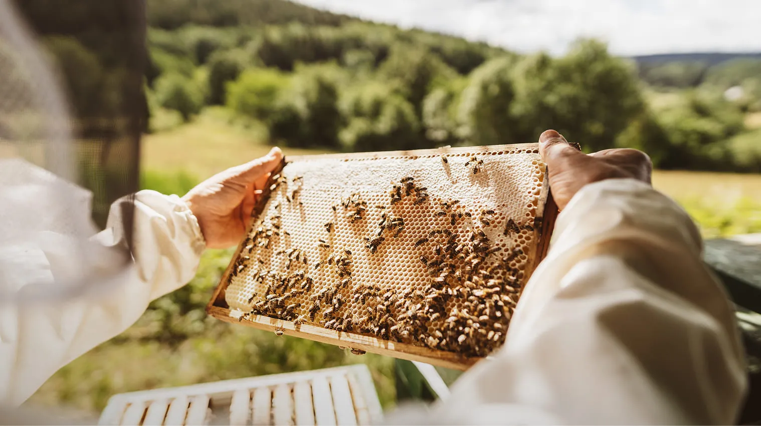 Beekeeper holding a honeycomb frame covered with bees